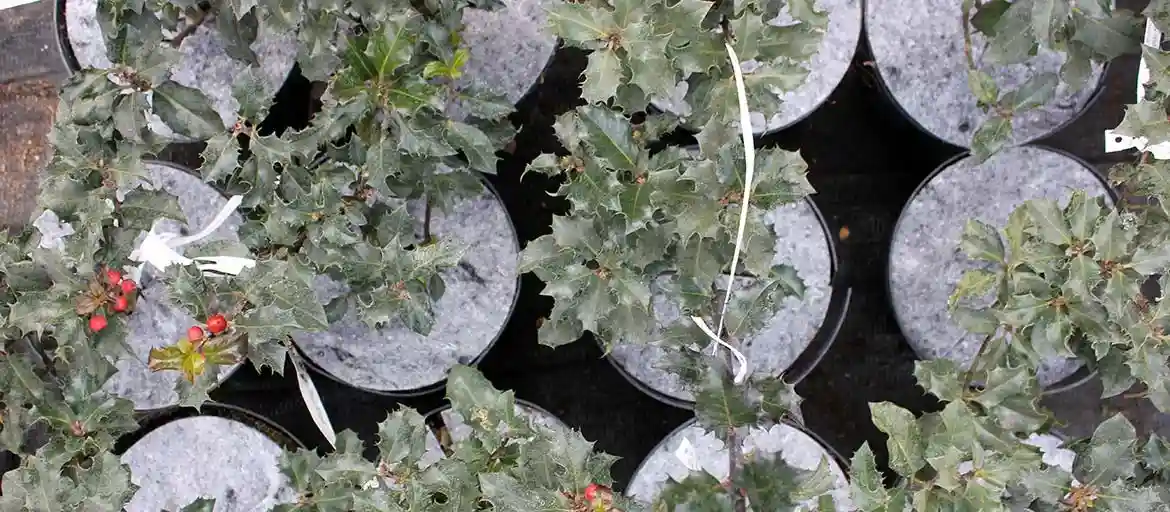 Agrokiud umbrohu vastu